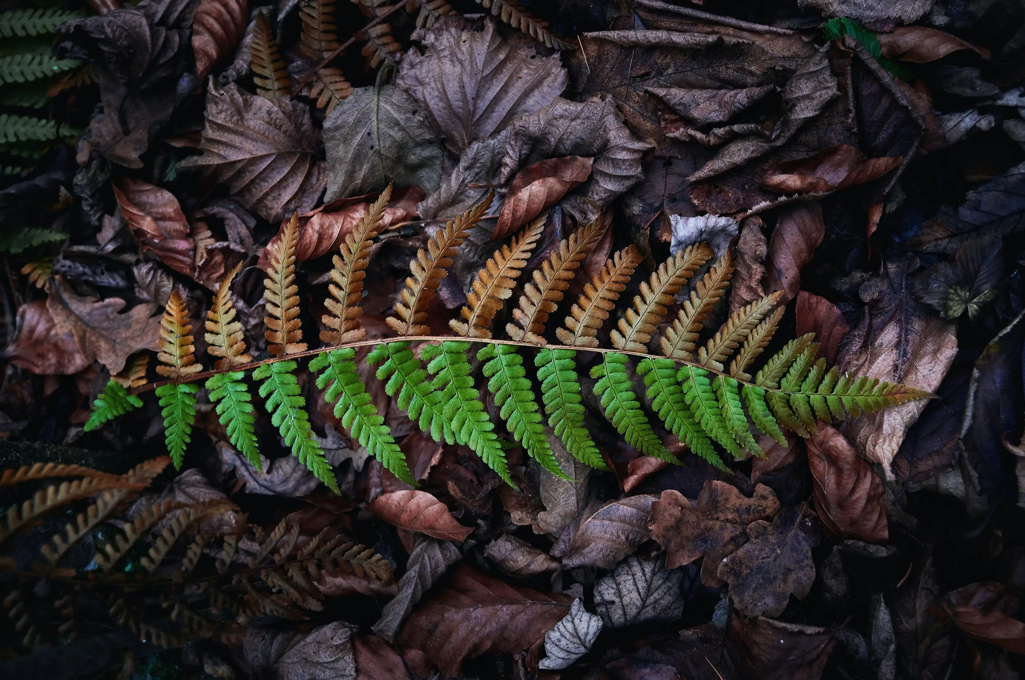Leaf half green, half withered, representing duality